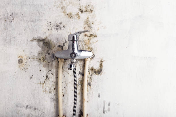 Best Mold Removal and Inspection  in Landisville, PA