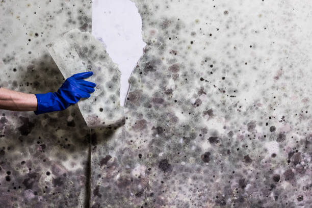 Mold Testing and Removal in Landisville, PA