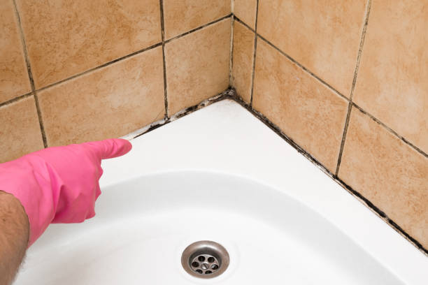 Best Emergency Mold Removal  in Landisville, PA