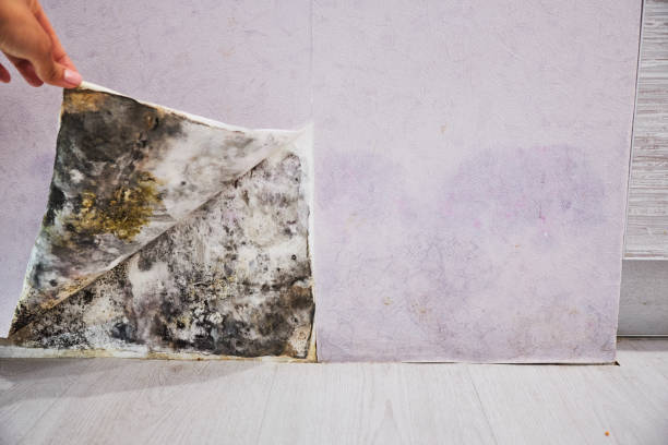 Certified Mold Removal in Landisville, PA